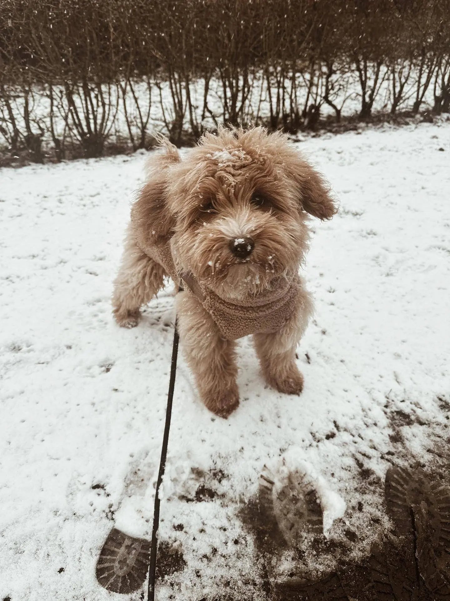 Płaszcz Puppy Boheme - Teddy Rozmiar 2 Puppy Bohème