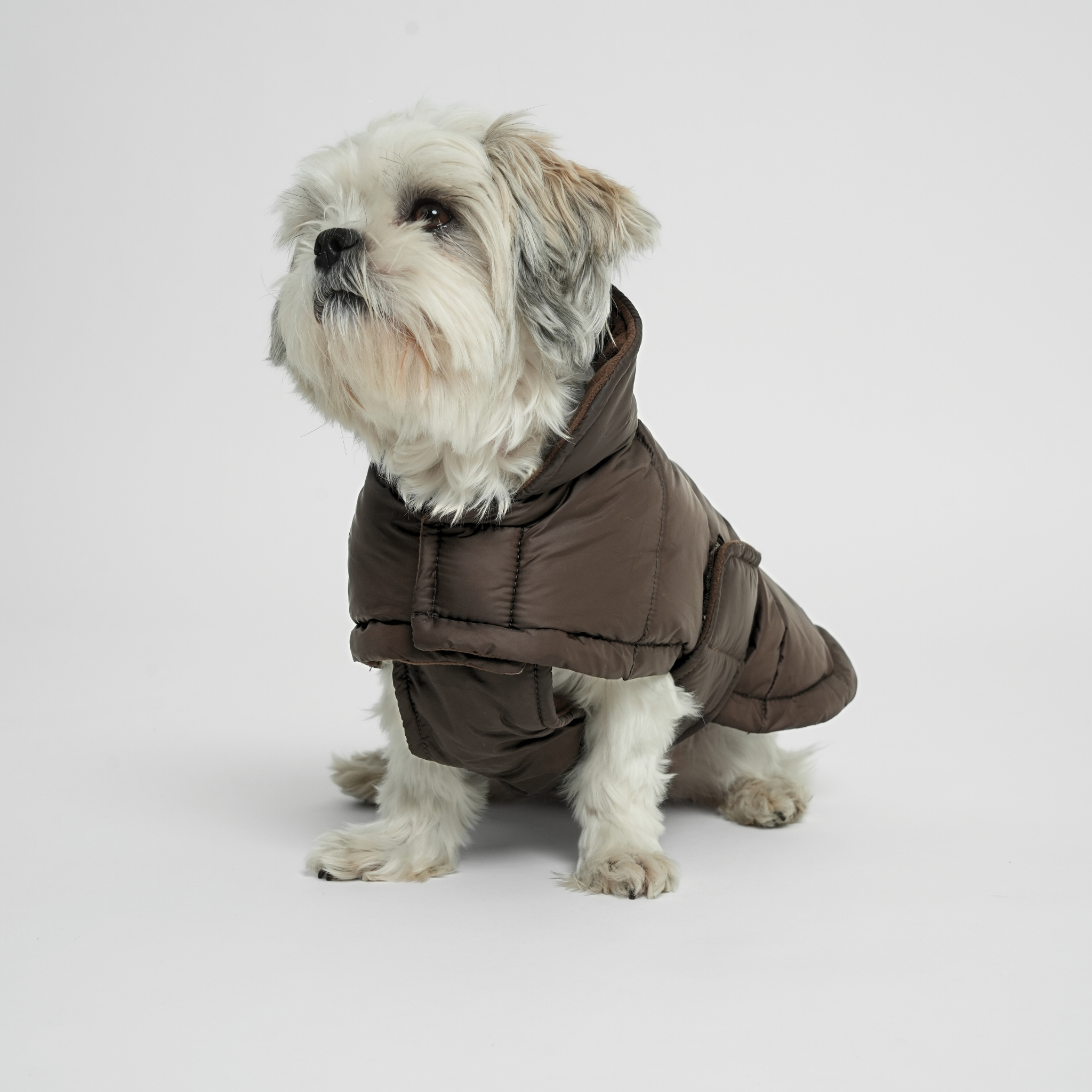 Nora Dog Coat | Espresso: L Staey