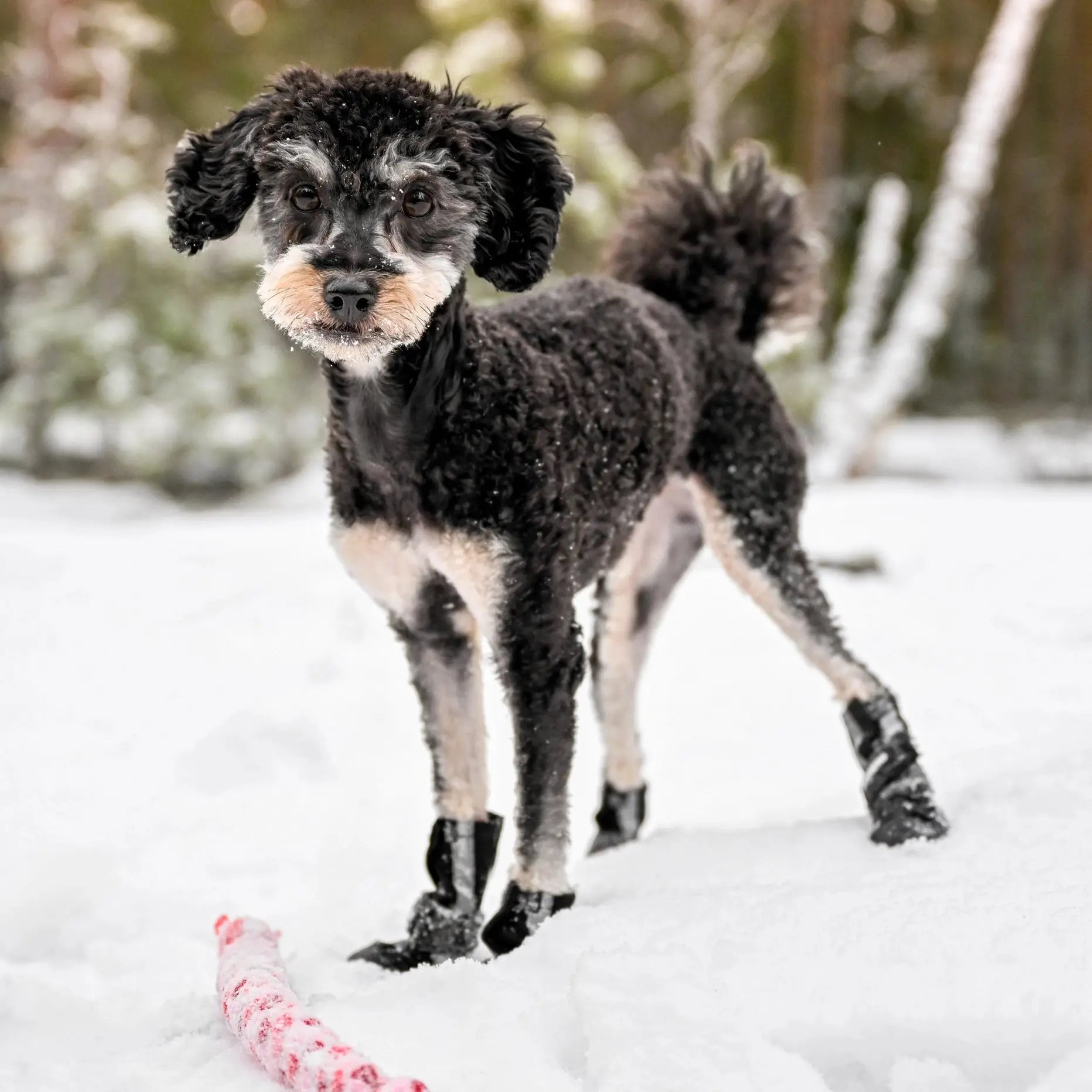 New: FINNERO Halla Softshell Dog Booties, 4 Pcs/Pack Black, XS