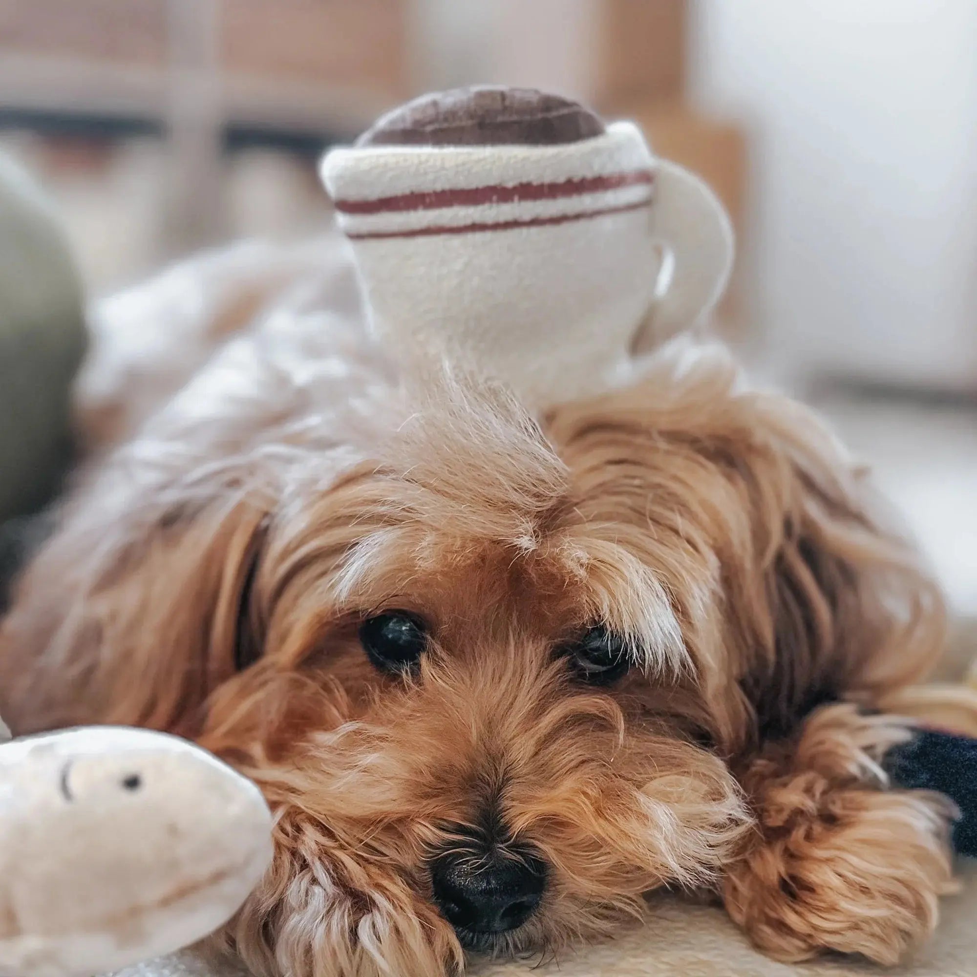 EXPRESSO POP squeaky + snuffle