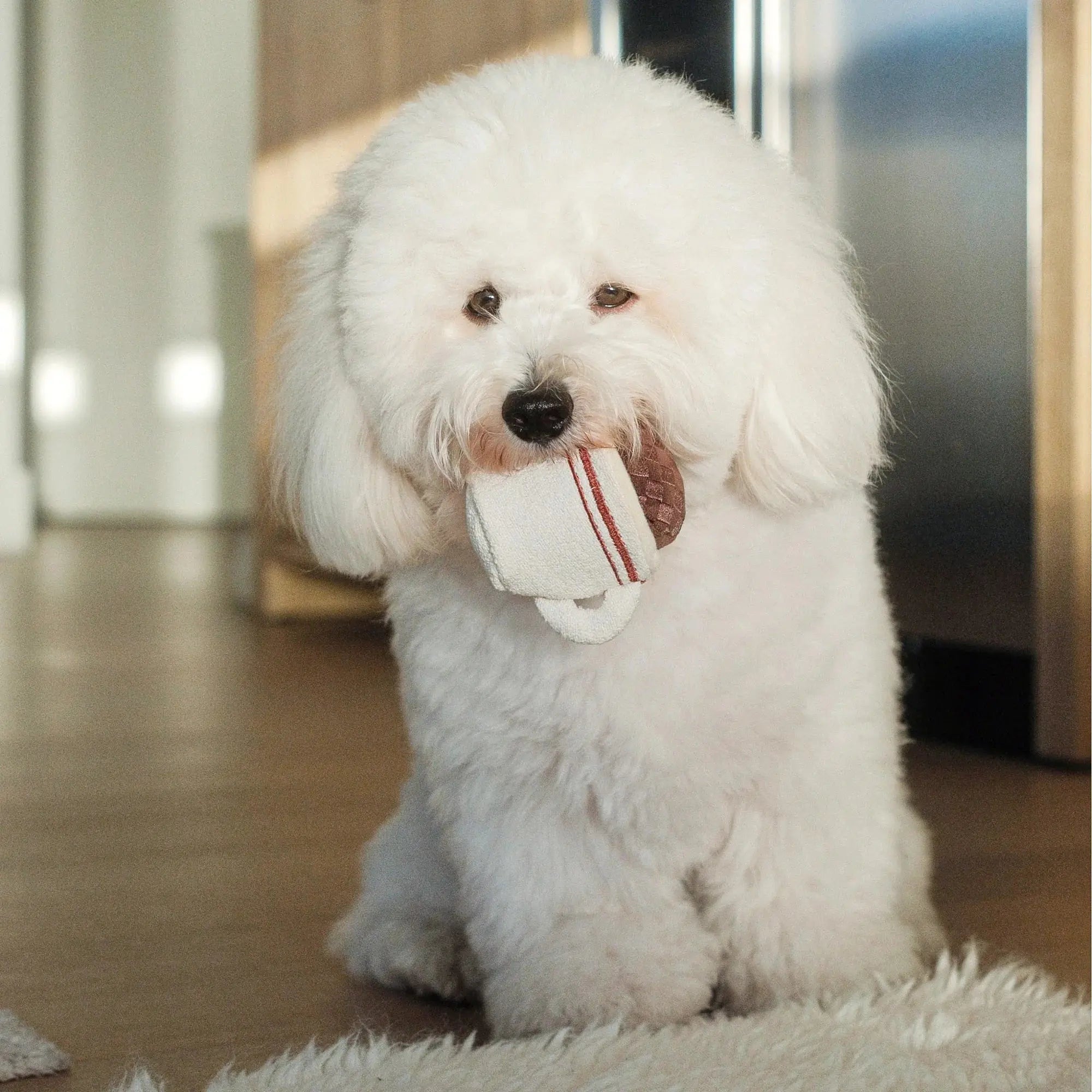 EXPRESSO POP squeaky + snuffle