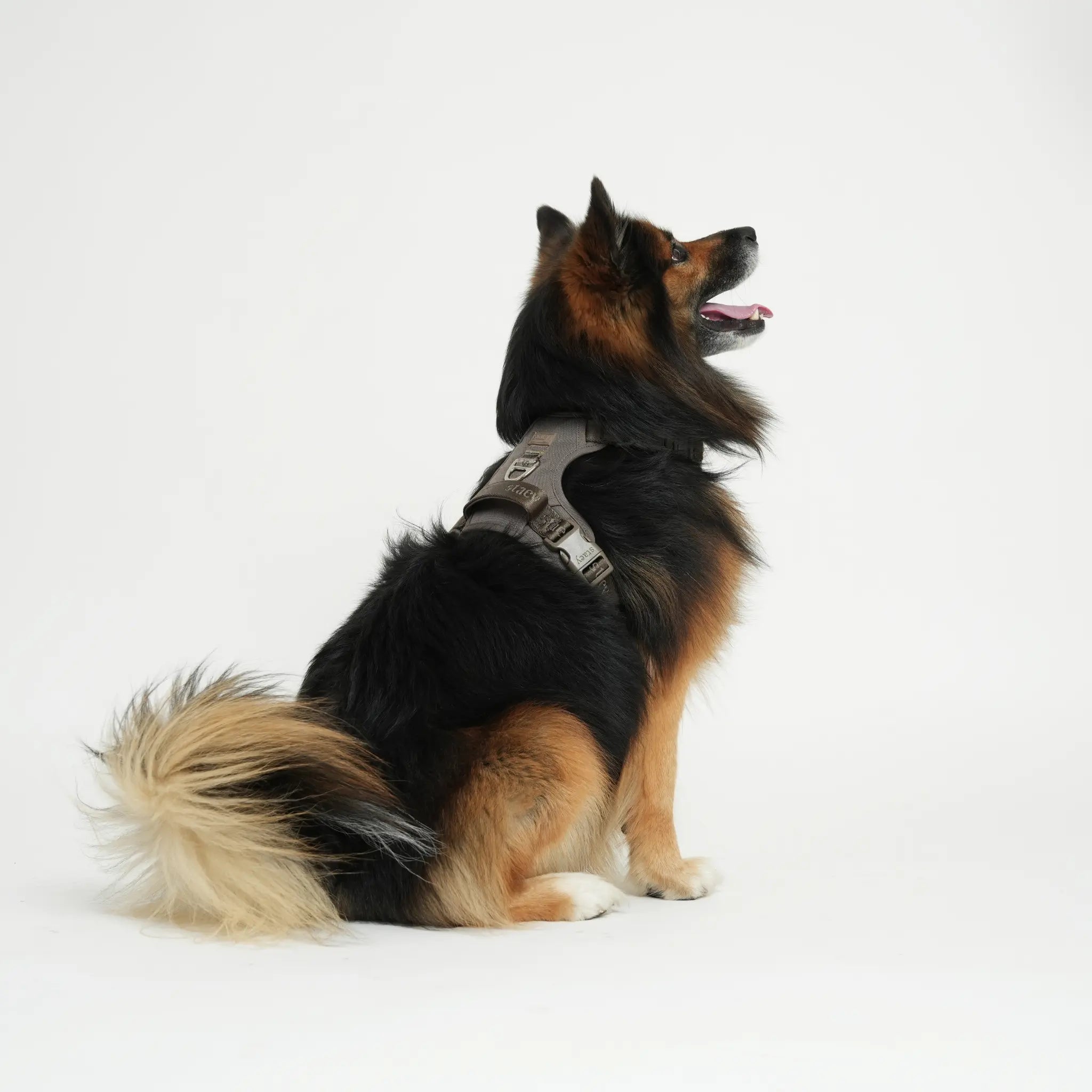 Elma Active Dog Harness | Taupe: XS