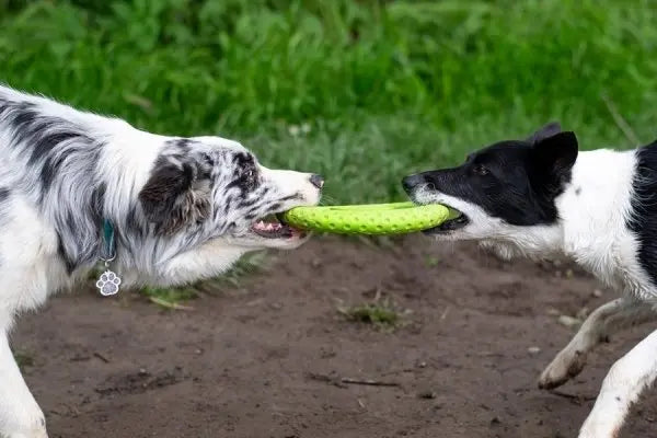 Kiwi Walker Let's Play! FRISBEE Mini zielone