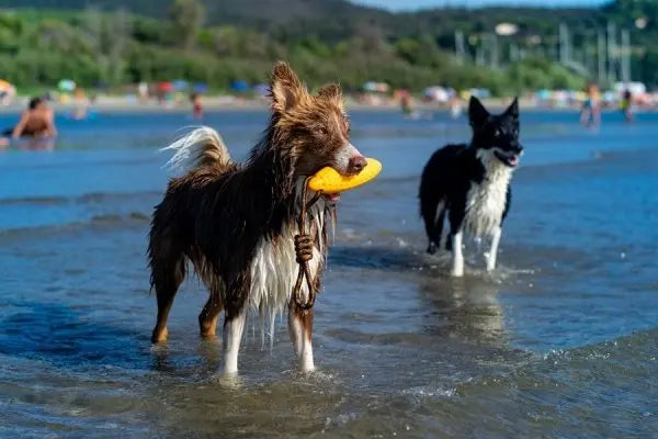 Kiwi Walker Let's Play! ZEPPELIN Maxi aport zielony
