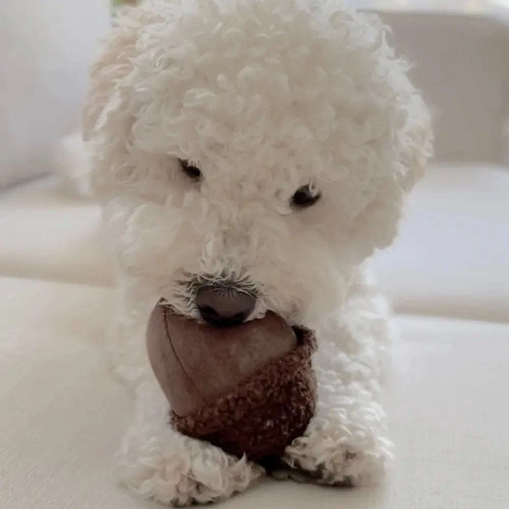 ACORN SQUEAKY + BOUNCY