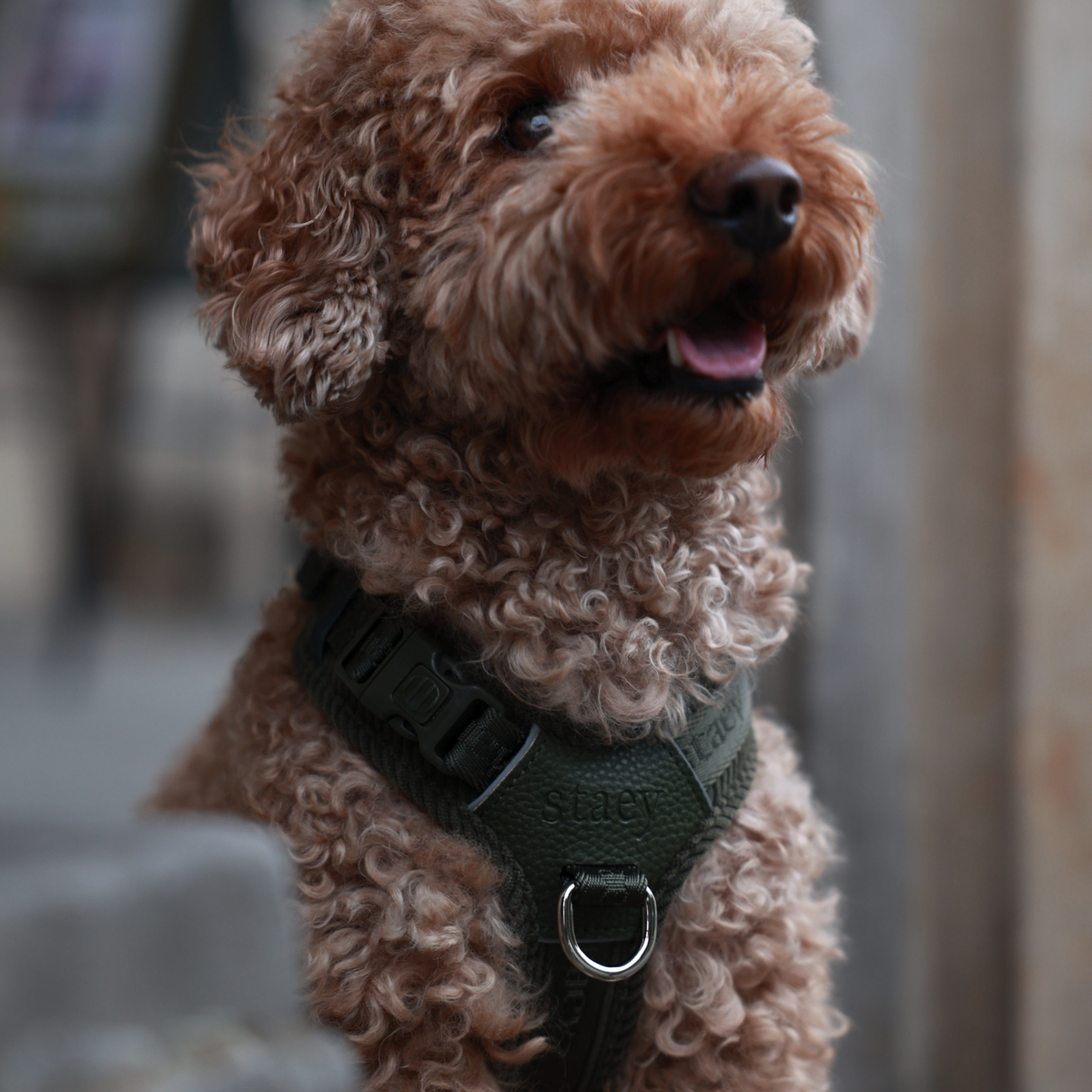 Numa Dog Harness | Moss Green – Lekkie szelki dla psa