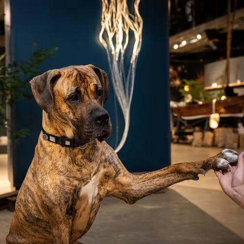 Max&Molly GOTCHA! Smart ID Matrix 2.0 Collar Black- obroża dla psa z identyfikatorem QR, czarna Max&Molly