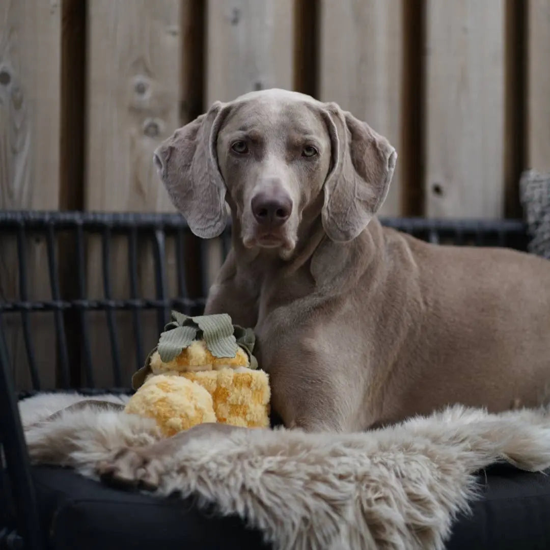 Pineapple // Zabawka edukacyjna dla psów Lambwolf