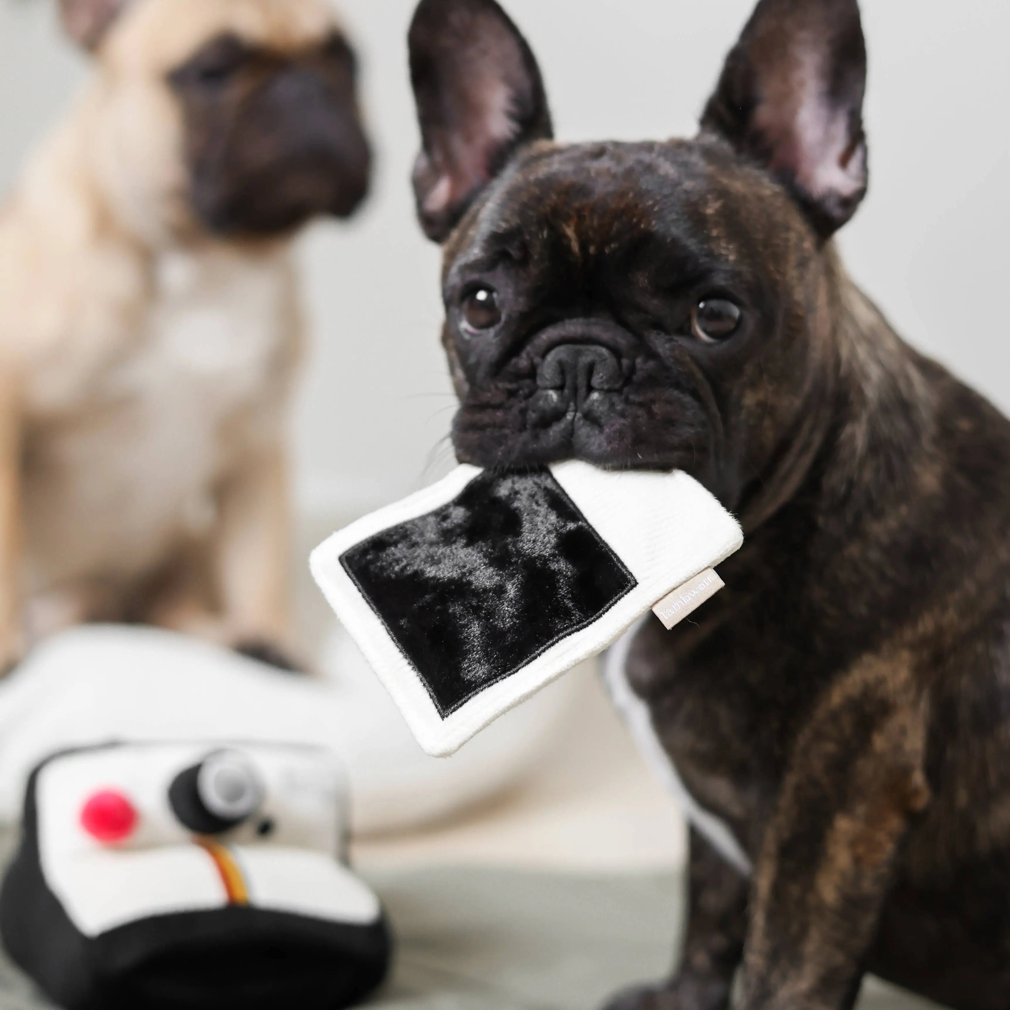 INSTANT CAMERA//Enrichment Toy Lambwolf