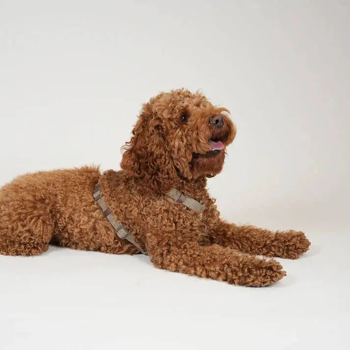 Tara H-Strap Dog Harness | Mocha