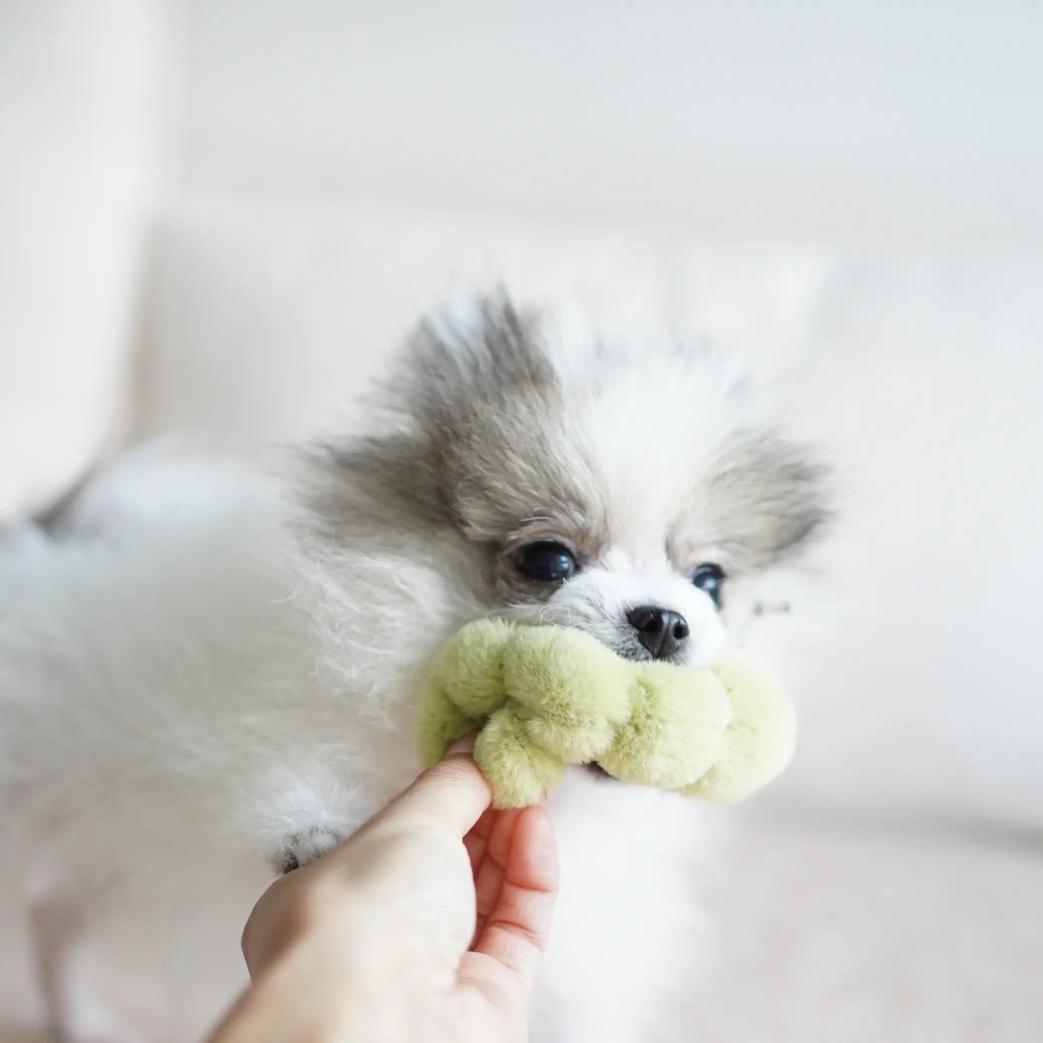 JABŁKO//Enrichment Toy Lambwolf