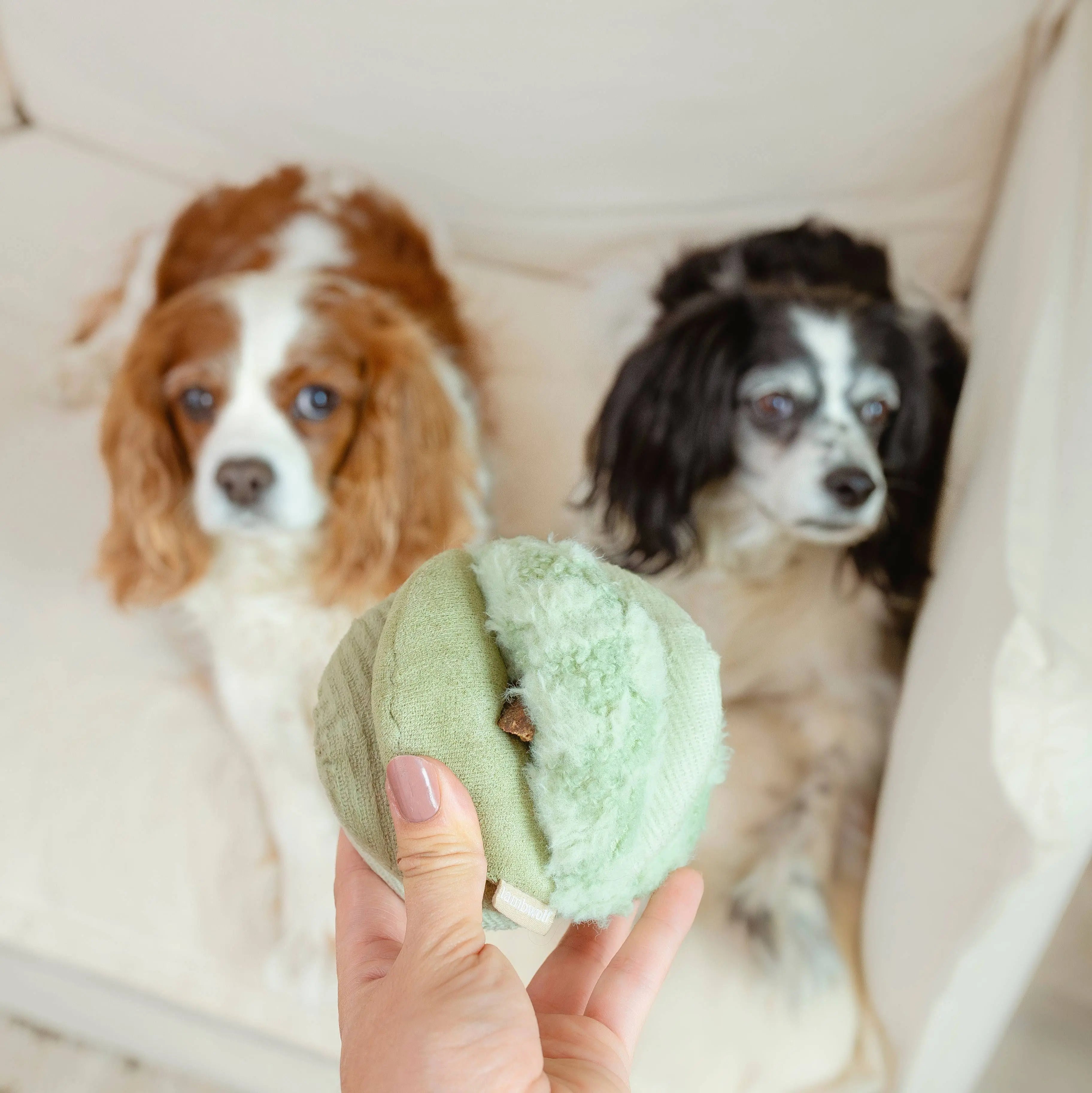 TOTO //Enrichment Toy ( small) : Green Lambwolf