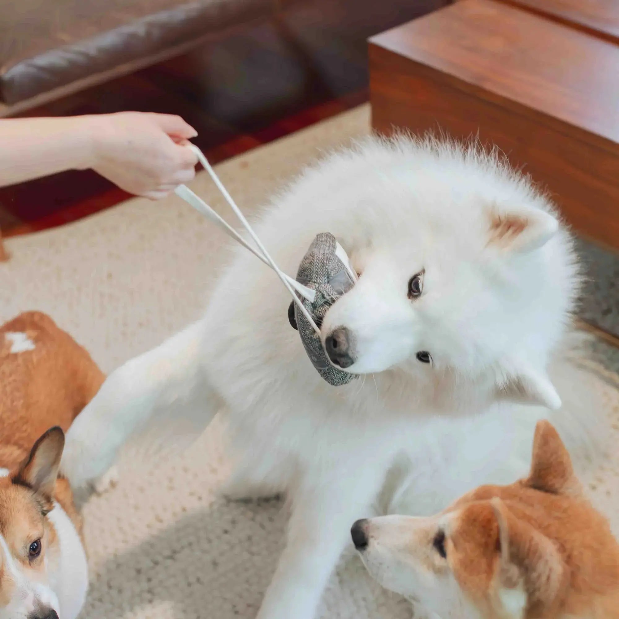 CASSETTE snuffle + squeaky