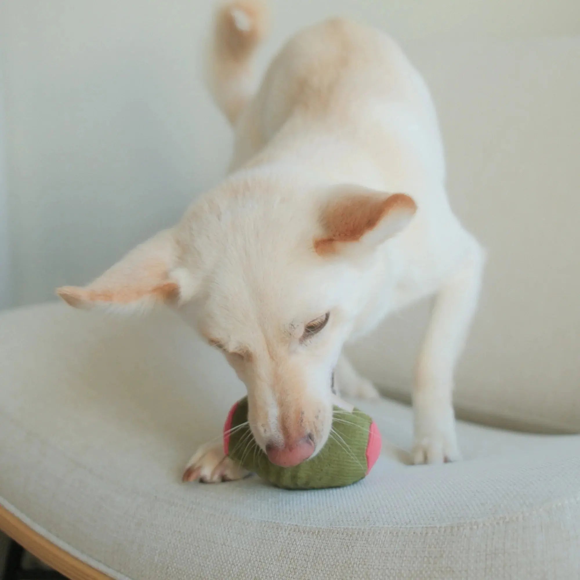 Olive + SALAMI squeaky