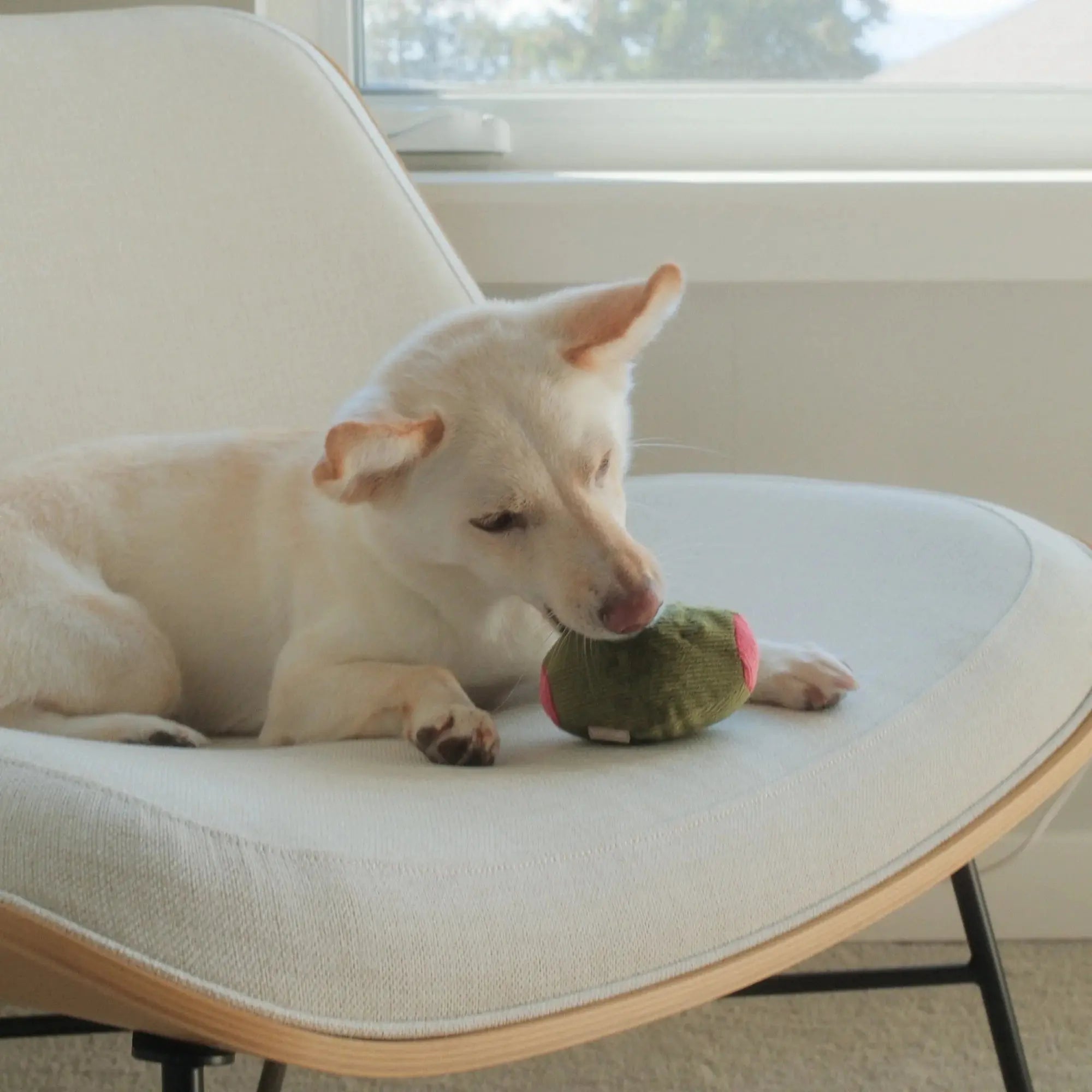 Olive + SALAMI squeaky