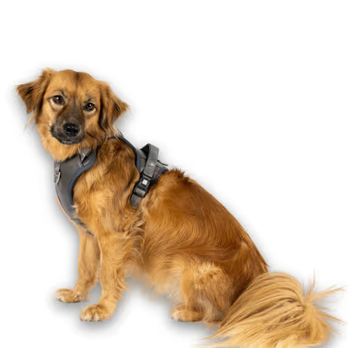 Max&Molly Sport Harness Matrix 2.0 Stone - szelki regulowane dla psa, z identyfikatorem QR, szary Max&Molly