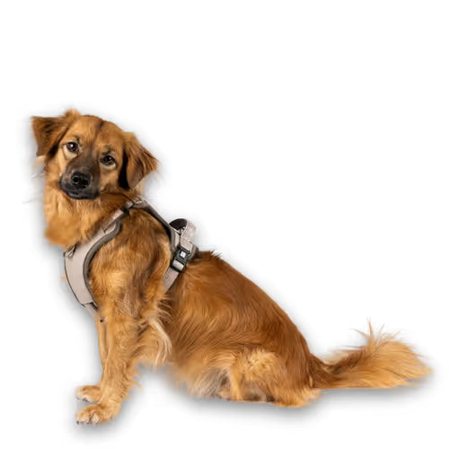 Max&Molly Sport Harness Matrix 2.0 Sand - szelki regulowane dla psa, z identyfikatorem QR, piaskowy beż Max&Molly