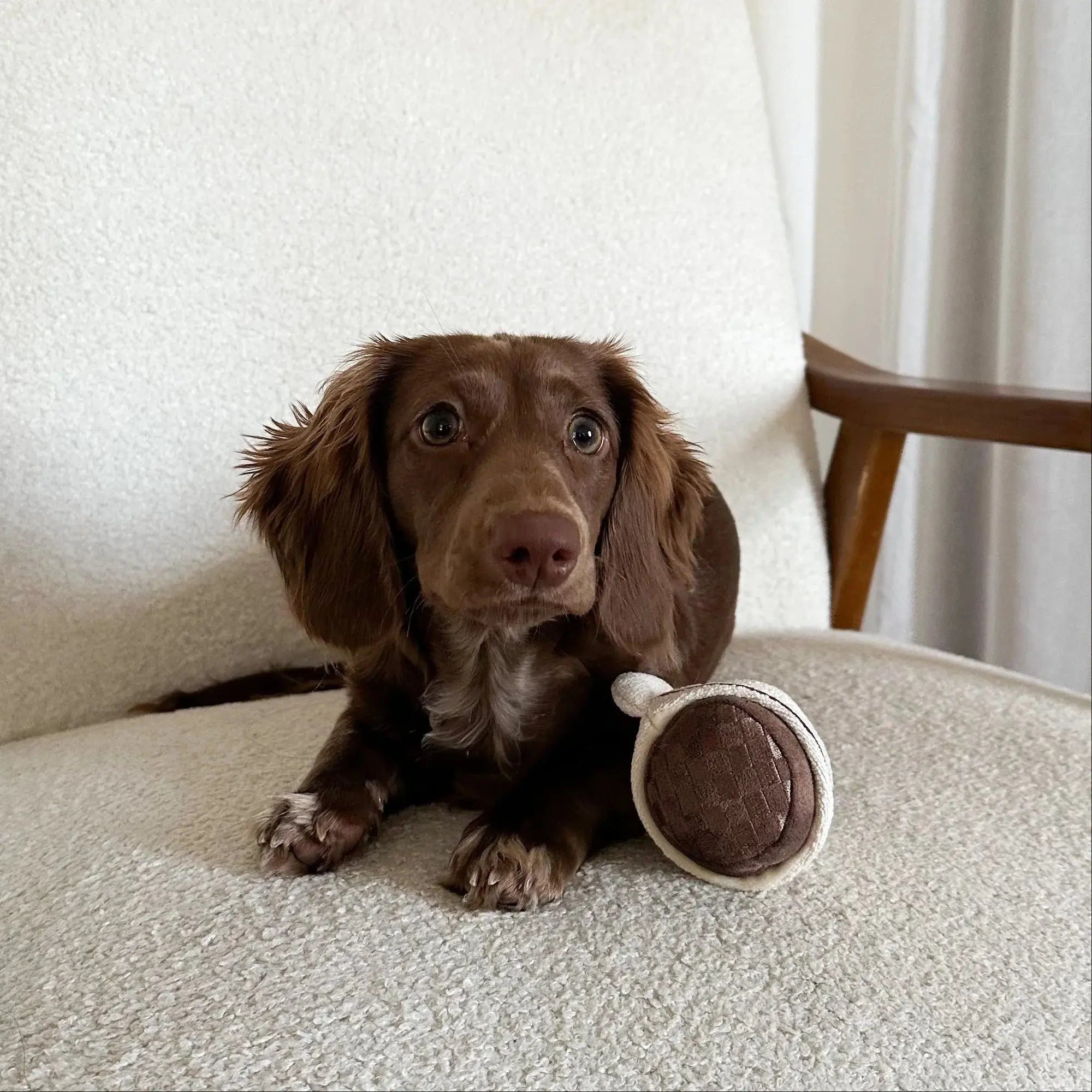 EXPRESSO POP squeaky + snuffle